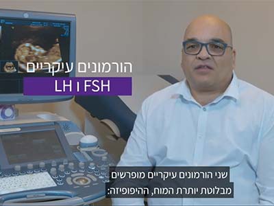 מחזור וסת וביוץ